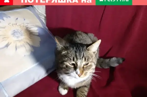 Кошки потеряшки, Саров, фото: Потеряшка кот на улицах Ключевой или Силкина, Саров