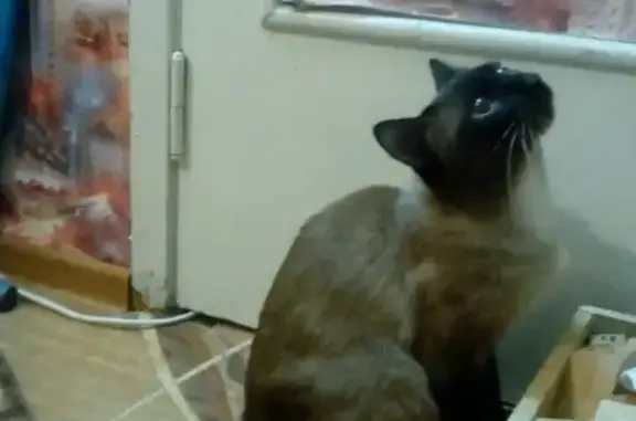 Найдена кошка в Ангарске, просьба о помощи
