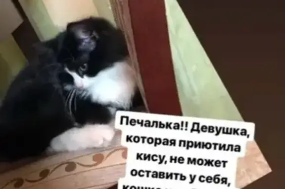 Найдена кошка в Калининграде #НАЙДЕН_КОТОПЕС39
