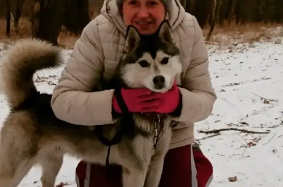 Пропала собака в Сорочинске, Оренбургская область