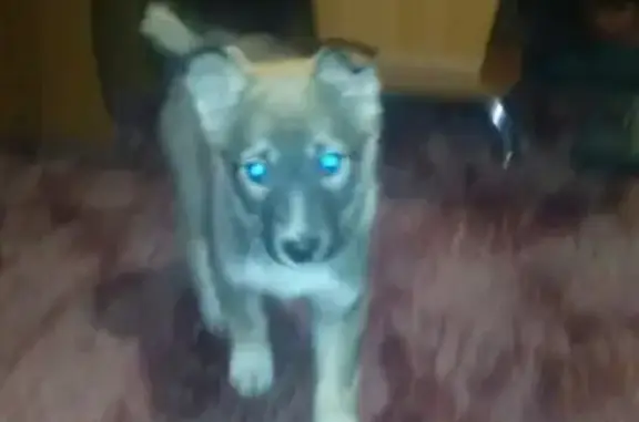 Найден щенок на ул. Юбилейной в Черногорске