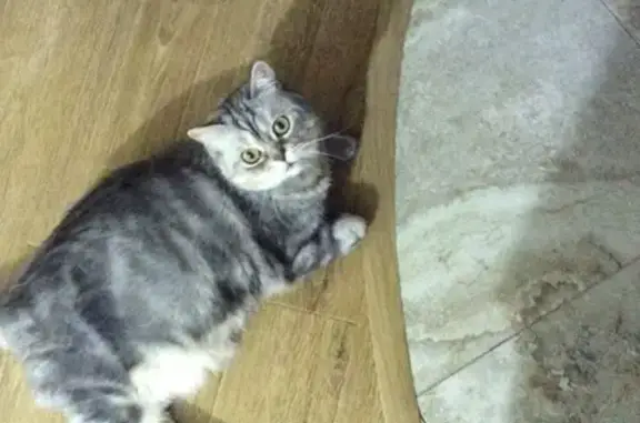 Пропала кошка в Южноуральске, мраморный окрас, зовут Стешка