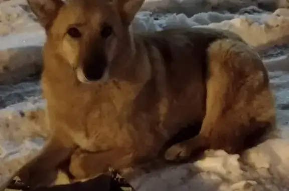 Найдена собака на ул. Освобождения в Твери