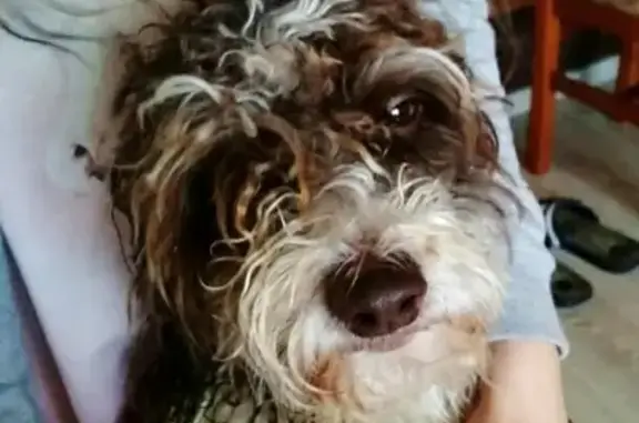 Пропала собака Тёпа в Арамиле