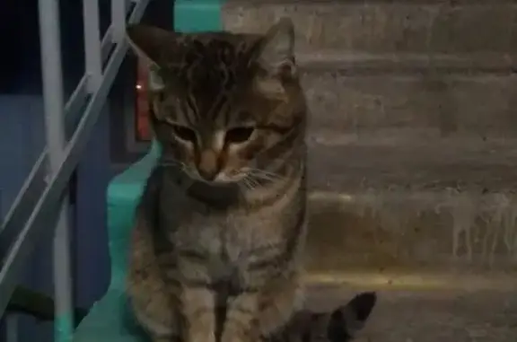 Найдена кошка на ул. Агалакова в Челябинске