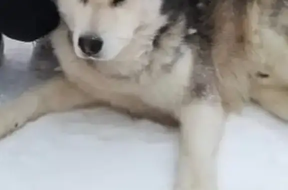 Собака породы хаски найдена в Звенигороде