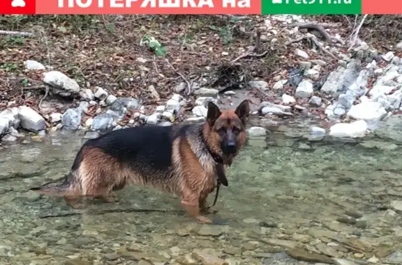 Пропали 2 собаки в селе Агой, Краснодарский край