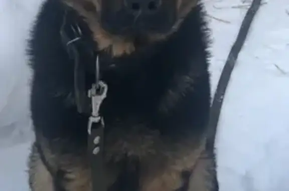 Собака Овчарка найдена в поселении Газопровод, Москва