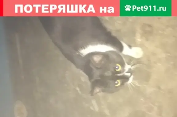Ласковый котик найден на пр. Богдана Хмельницкого 163 в Белгороде