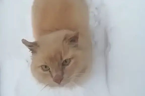 Найдена кошка в Пушкино, ищем хозяев