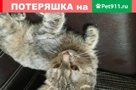 Найдена ласковая кошка на Бескудниковском бульваре 25к4