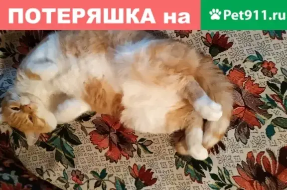 Пропала кошка на ул. Тургенева, Анапа