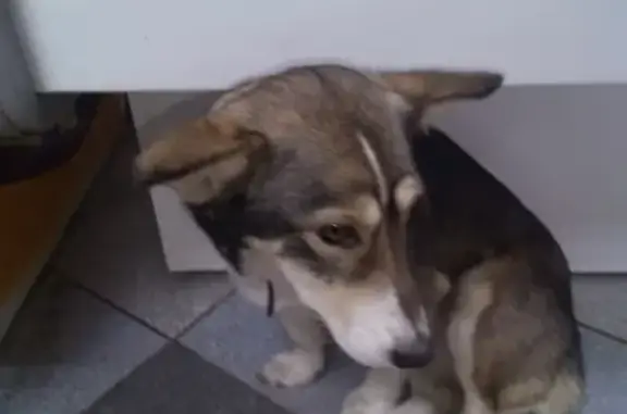 Найдена собака у павильона 