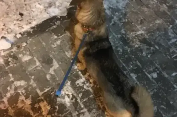Найдена собака (Екатеринбург, Шевченко)