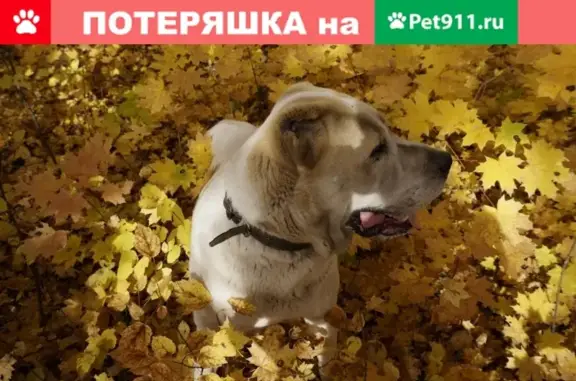 Пропала собака в Бокино, Тамбовская область