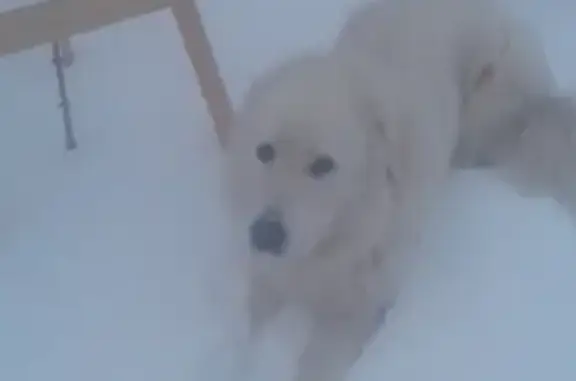 Пропала собака Виня в Чапаевске, Самарская область