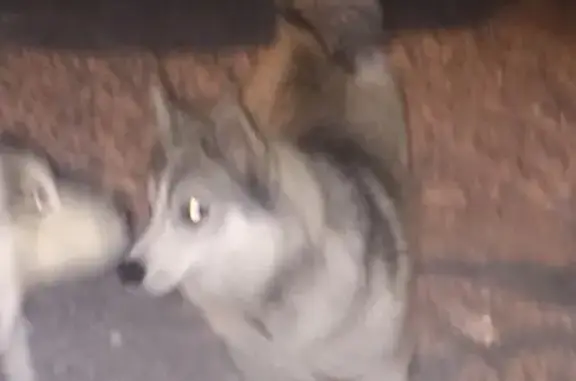 Найдена собака в Кемерово
