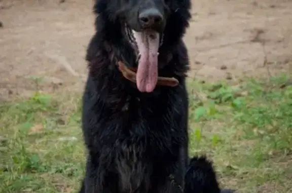 Пропала собака Скиф в Воткинске, Удмуртия.
