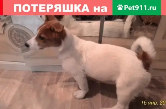 Найден щенок в Кузнецком районе г. Новокузнецка