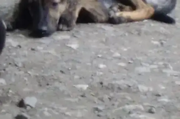 Пропала уличная собака в Самаре, нужна помощь
