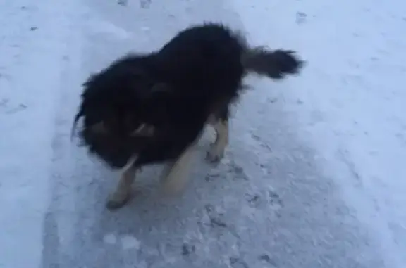 Собака потерялась на Некрасова, 39 в Абакане