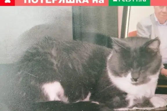 Пропала кошка: Иркутск, ул. Я. Гашека 7