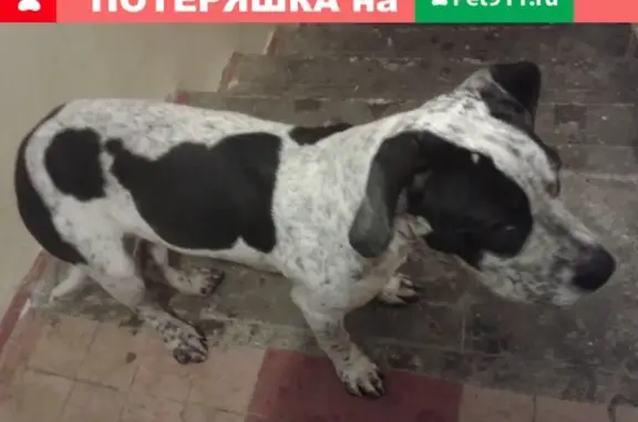 Найдена собака на улице Лесной, Сочи