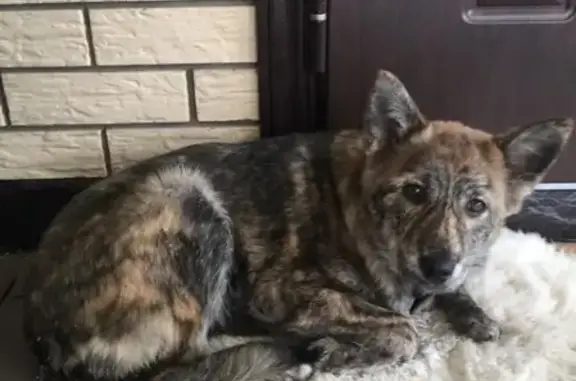 Найдена девочка-собака в Обнинске, ищем хозяев