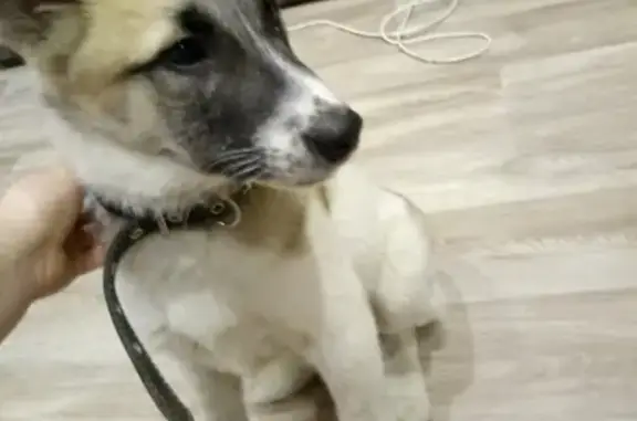 Найдена собака на ул. Дикопольцева, 24