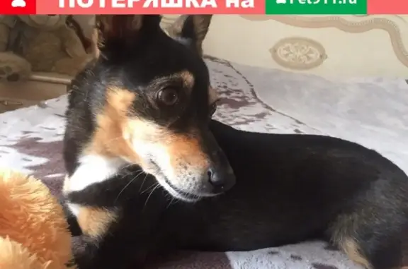 Пропала собака Мона в районе ЖКХ, Байкальск.