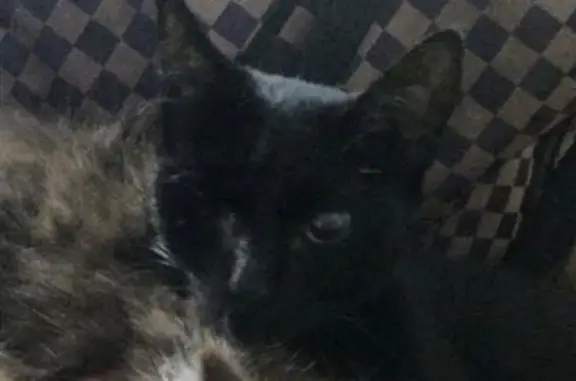 Кошки потеряшки, Владивосток, фото: Потеряшка кошка на Енисейской, 3!