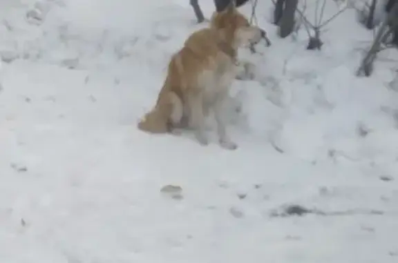 Найдена собака на Кемеровском мехзаводе