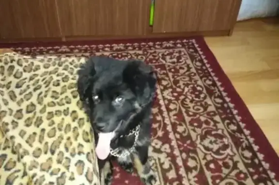 Пропала собака в Петропавловске-Камчатском, помесь авчарки, откликается на кличку Джин, на шее ошейник.