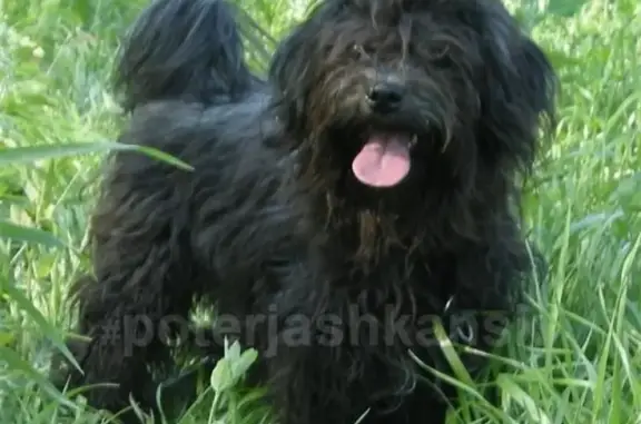 Пропала собака Соня в Новосибирске