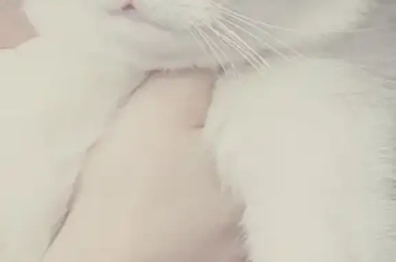 Кошки потеряшки, Черницыно, фото: Потеряшка котик в Октябрьском районе, возможно в Черницыно или Анахине.