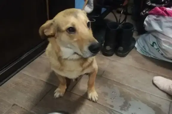 Найдена рыжая собака в Екатеринбурге