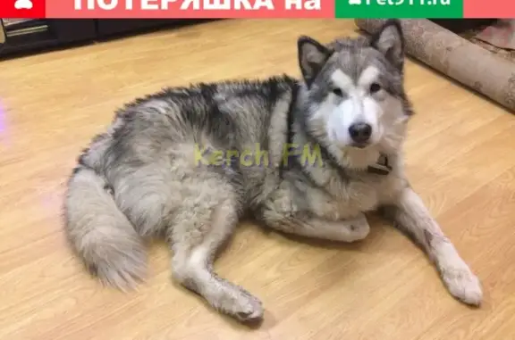 Найдена собака на ул. Пирогова в Керчи