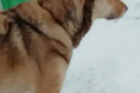 Найдена собака на объездной около Новигатора