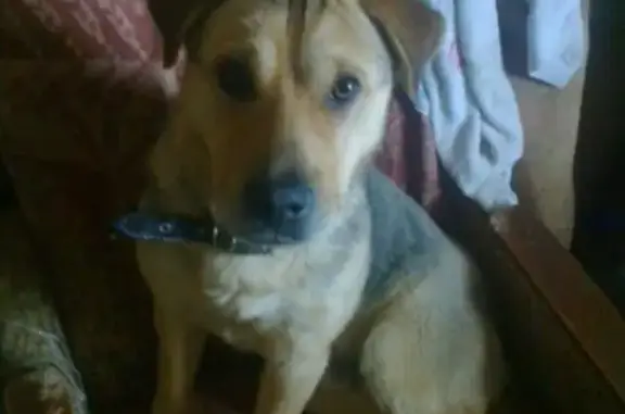 Пропала собака Бим в Перми, помогите!