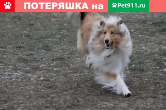 Пропала собака в Москве на улице Симоновский Вал