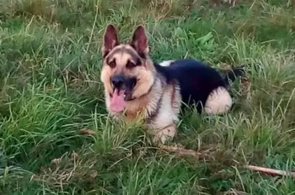Пропала собака Мартин в Устюжне, Вологодская область