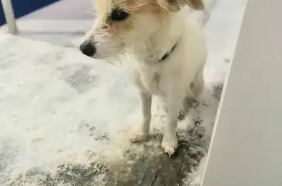 Найдена собака в Оренбурге