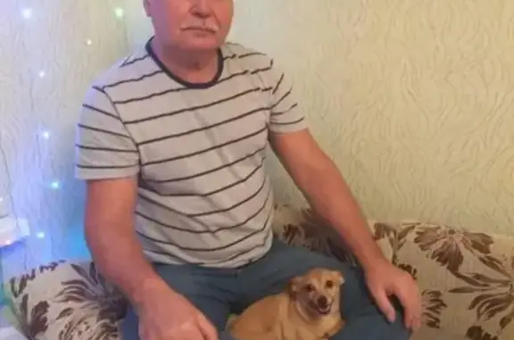 Пропала собака в Суворове, Тульская область