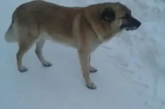 Найдена собака в деревне Сабурово, Фрязино
