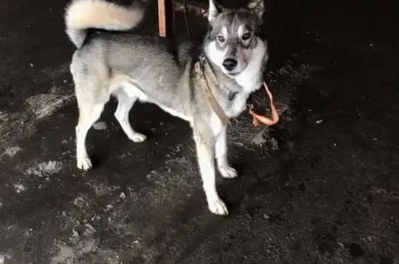 Найдена собака в Одинцово