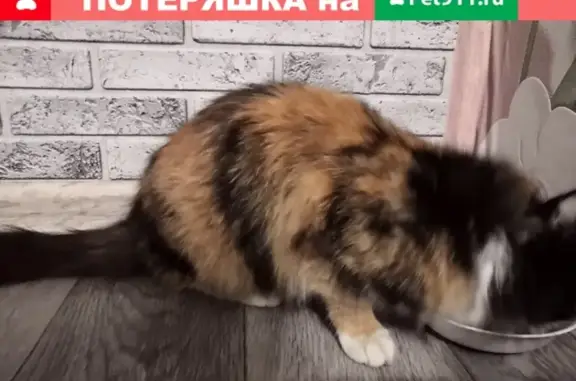Найдена домашняя кошка на улице Воронова, ищем хозяина!