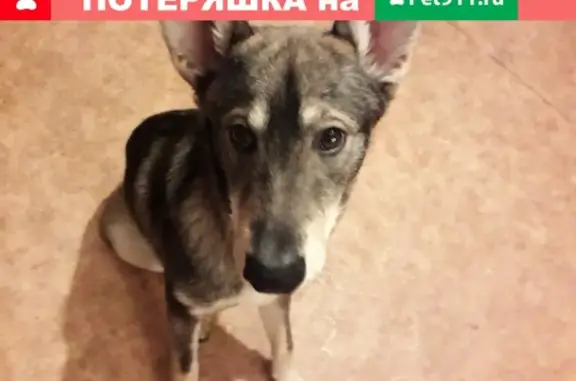 Пропала собака в Павловском Посаде, ищем уже 11 дней