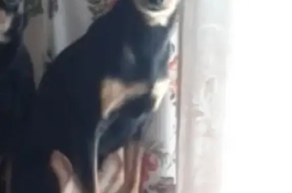 Пропала собака Кнопа в Карпинске