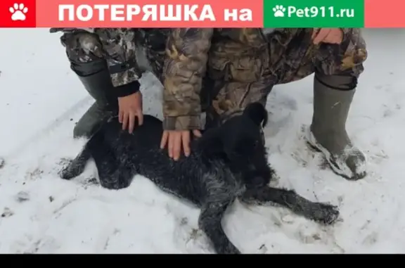 Пропала собака Рей в Вольске, вознаграждение