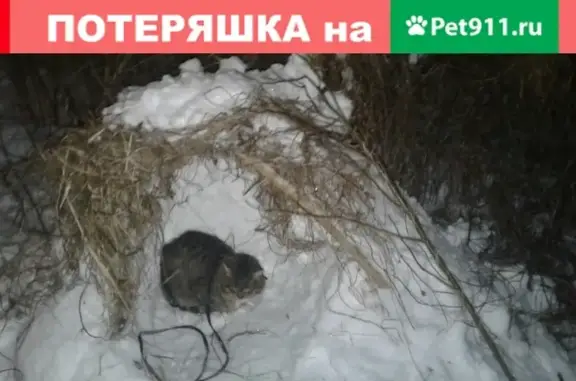 Пропал кот Кузя в Отрадном, Ленобласть